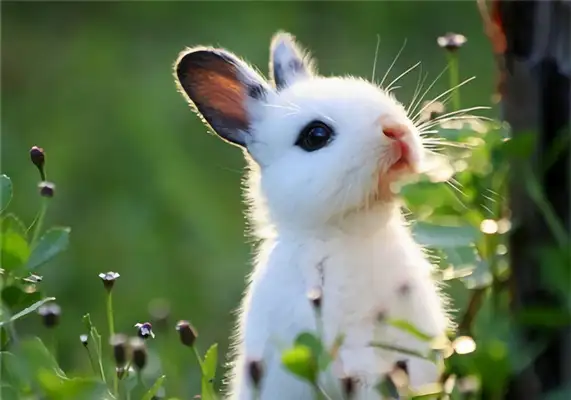 Yunnan Rabbit Identity Information