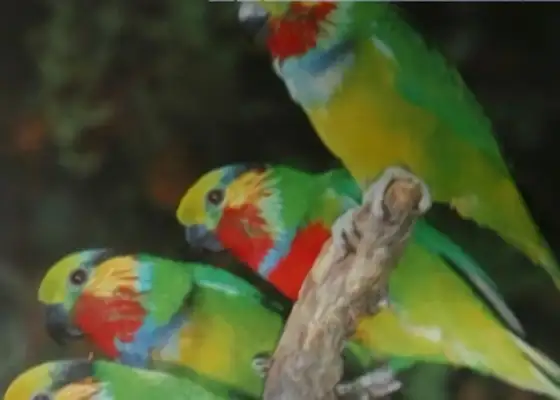 Edward's fig parrot identity information