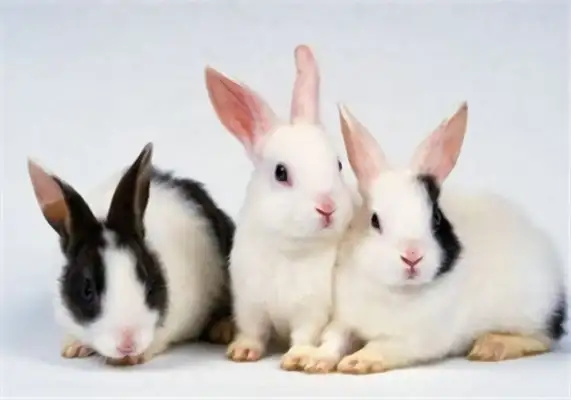 Yunnan Rabbit Identity Information
