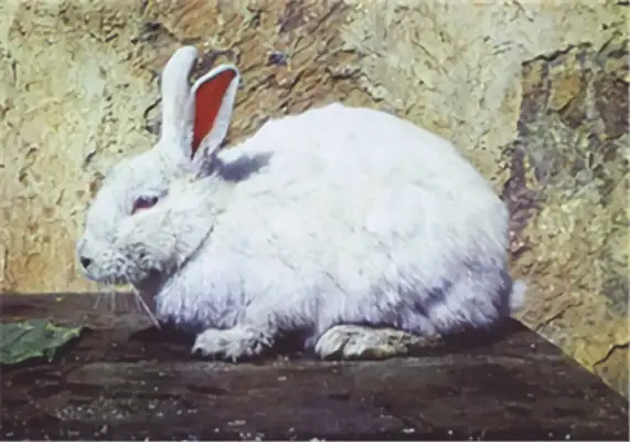 Yunnan Rabbit Identity Information