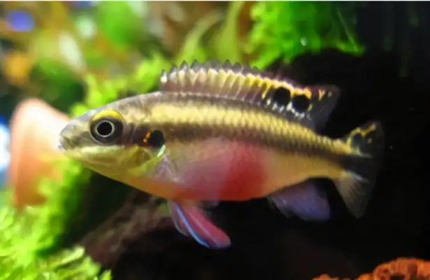 Red belly phoenix identity information