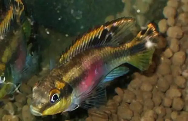 Red belly phoenix identity information