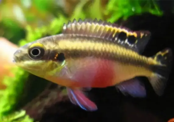 Red belly phoenix identity information