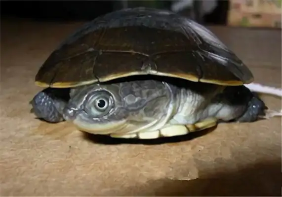 East African side neck turtle identity information