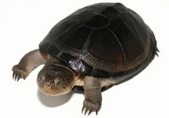 East African side neck turtle identity information