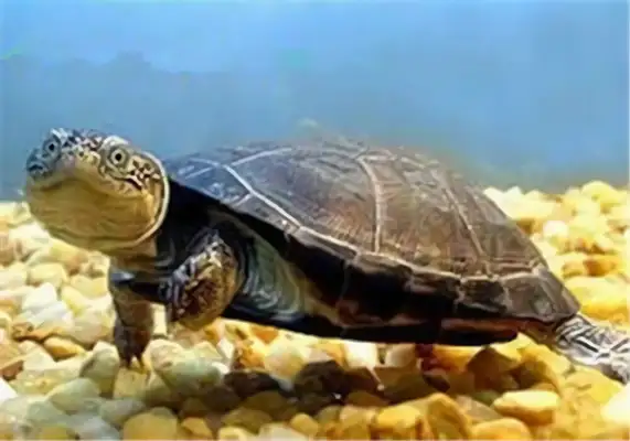 East African side neck turtle identity information