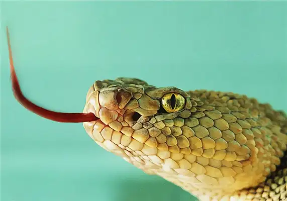Fox snake ID