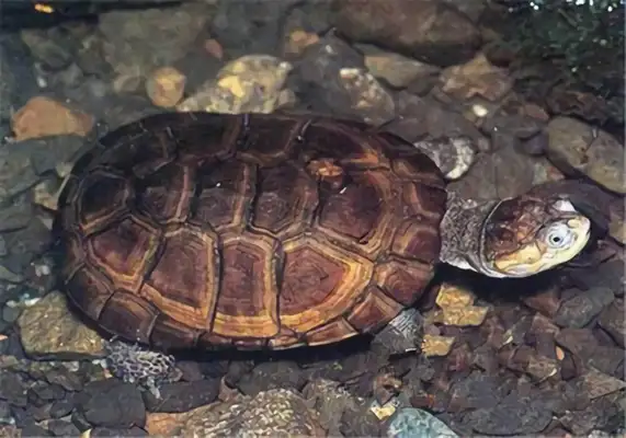 East African side neck turtle identity information