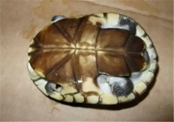 East African side neck turtle identity information