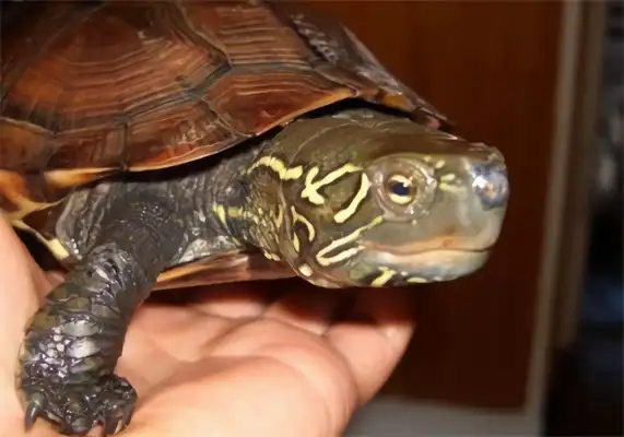 Information on the identity of Chinese turtles