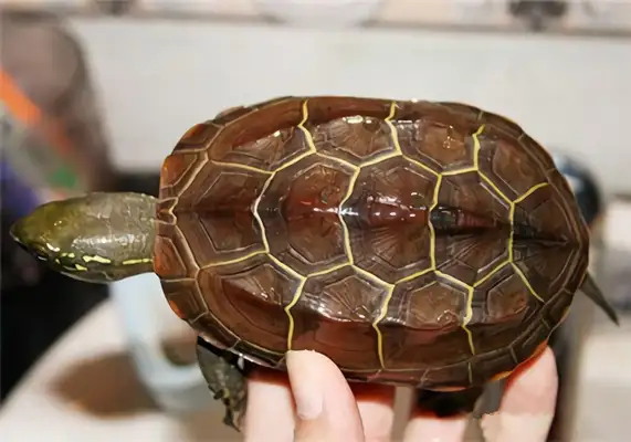 Information on the identity of Chinese turtles