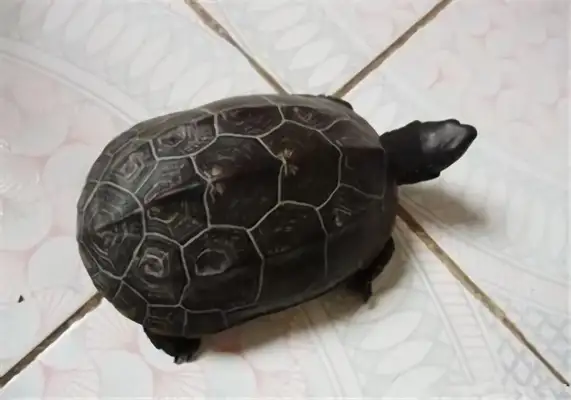 Information on the identity of Chinese turtles