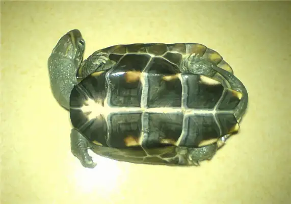 Information on the identity of Chinese turtles