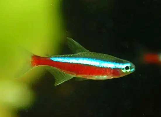Pauline lightfish ID
