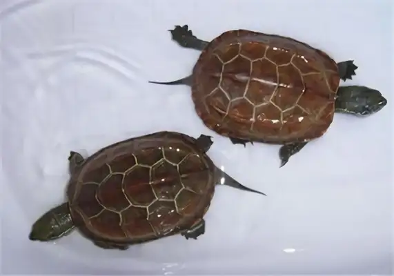 Information on the identity of Chinese turtles