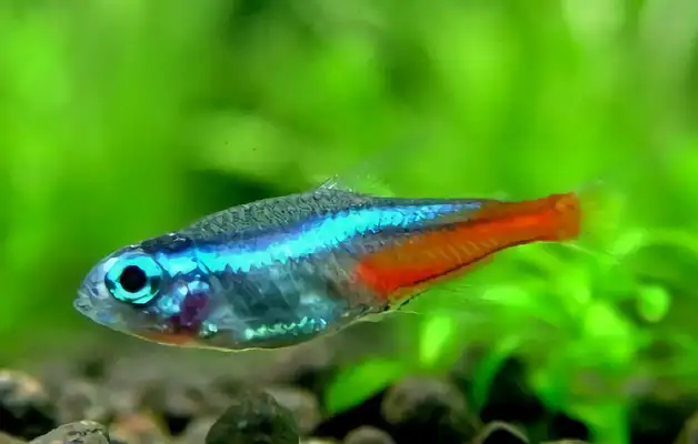 Pauline lightfish ID