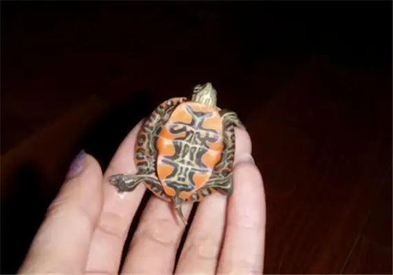 Fire Turtle Identity Information