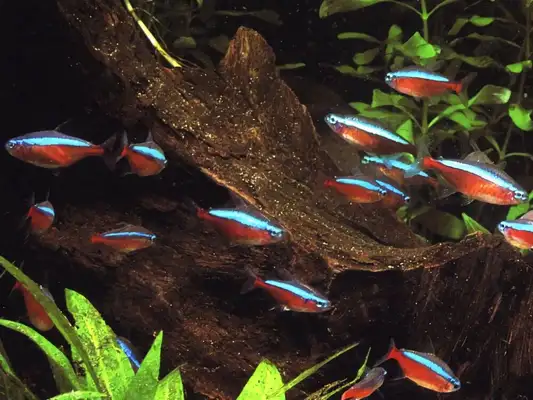 Pauline lightfish ID