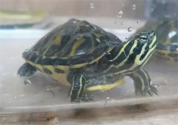 Fire Turtle Identity Information