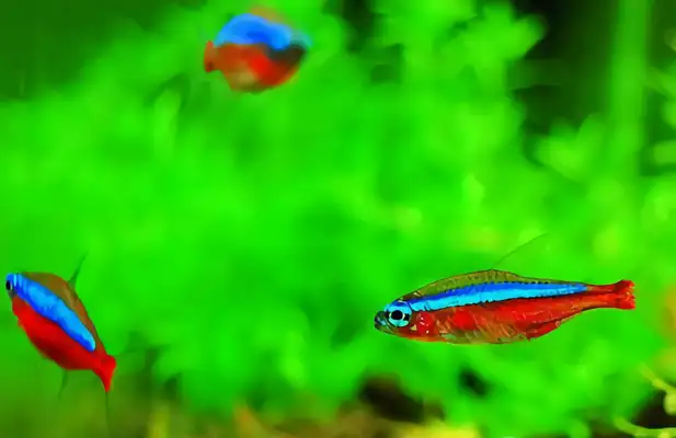 Pauline lightfish ID