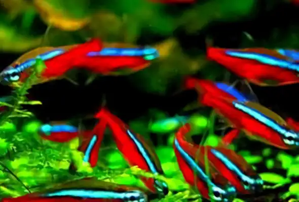 Pauline lightfish ID