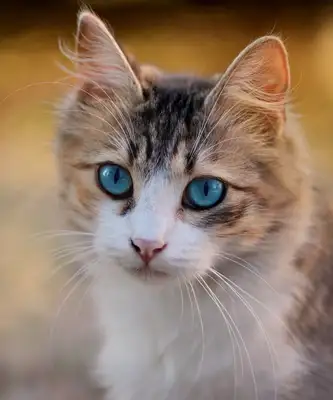 The U.S. Pussy Cats