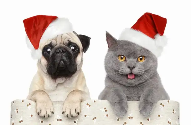Vakhd dogs in Sweden: ideal family partners and work dogs