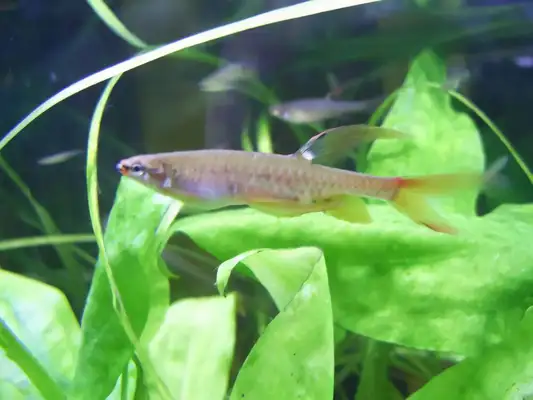 Splash fish identity information