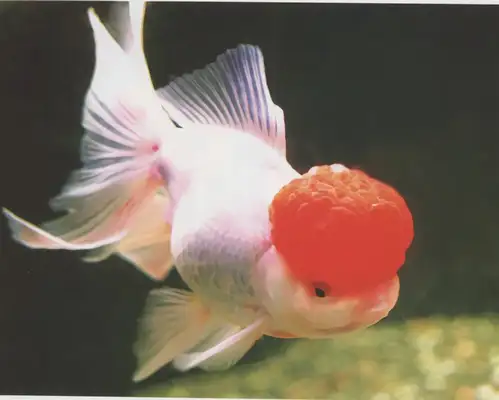 I.D. on the crane top goldfish