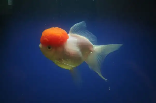 I.D. on the crane top goldfish
