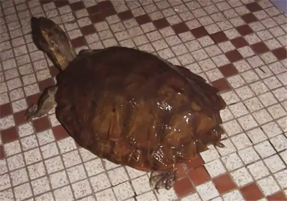 Information on the identity of the Malegore turtle