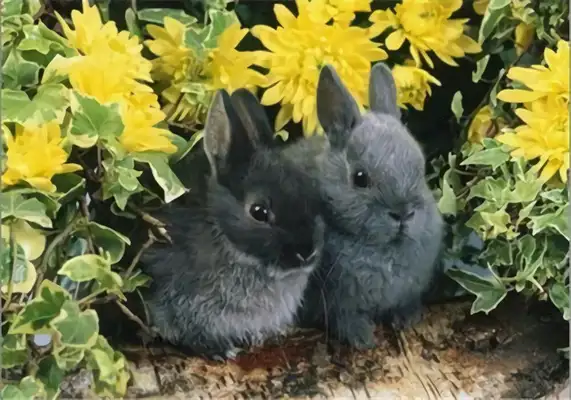 Dovaf Rabbit Identity Information