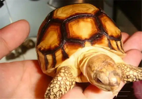 Angoloca Land Turtle Identity Information