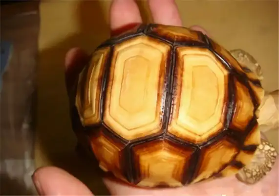 Angoloca Land Turtle Identity Information