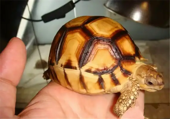 Angoloca Land Turtle Identity Information