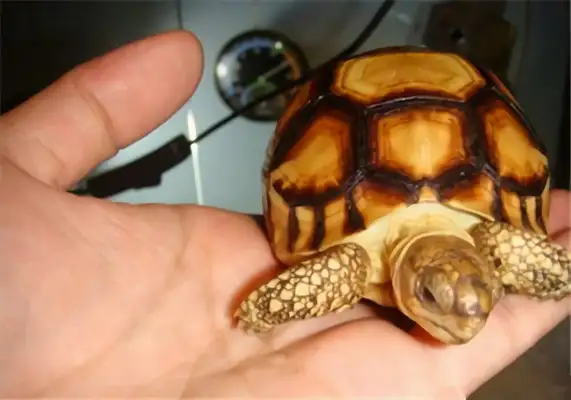 Angoloca Land Turtle Identity Information