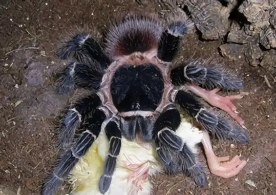Information on the identity of the Bayan red-eating bird