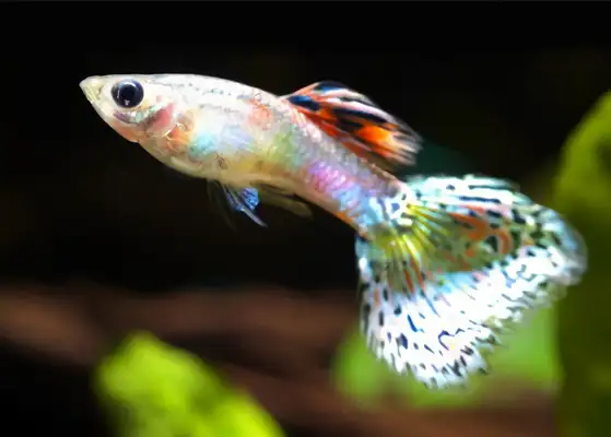 Peacock ID