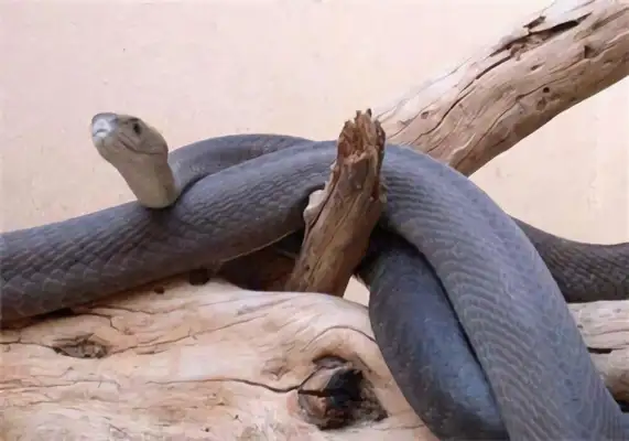Black Manbabra ID