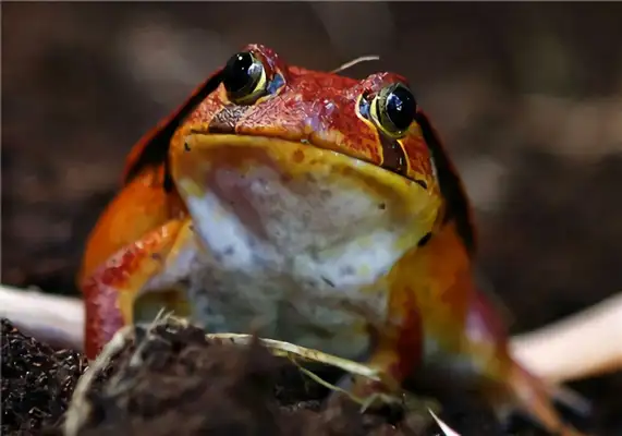 Tomatofrog ID