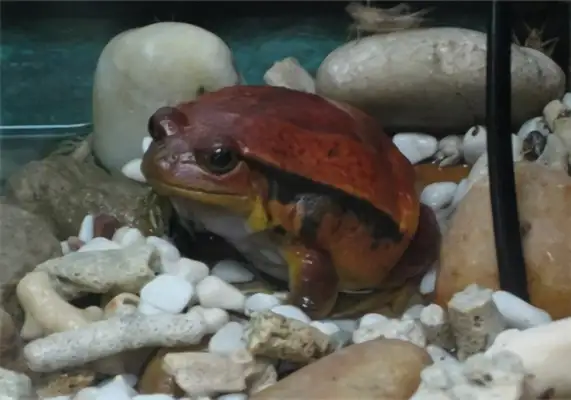 Tomatofrog ID