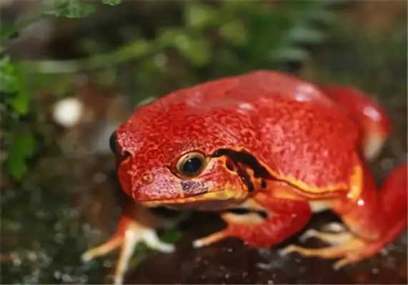 Tomatofrog ID