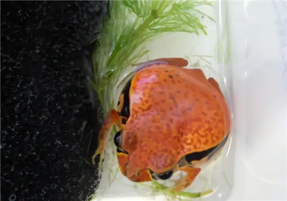 Tomatofrog ID