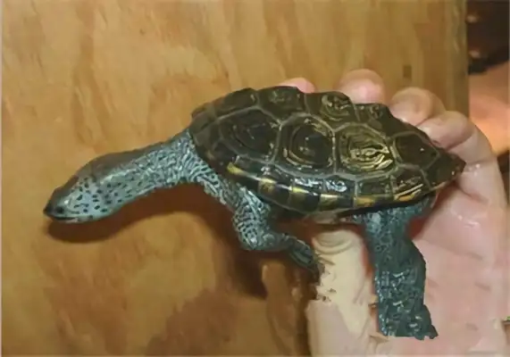 Eastern Florida drilling turtle identity information