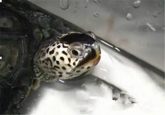 Eastern Florida drilling turtle identity information