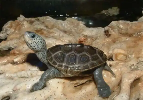 Eastern Florida drilling turtle identity information
