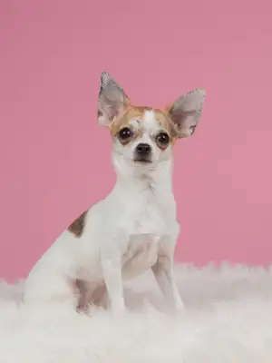 The 10 greatest dogs in the world