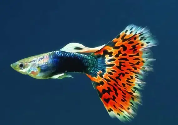 Peacock ID
