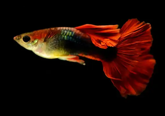Peacock ID