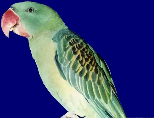 Edward's fig parrot identity information